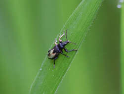 Plancia ëd Phyllobius (Pterygorrhynchus) maculicornis Germar 1824