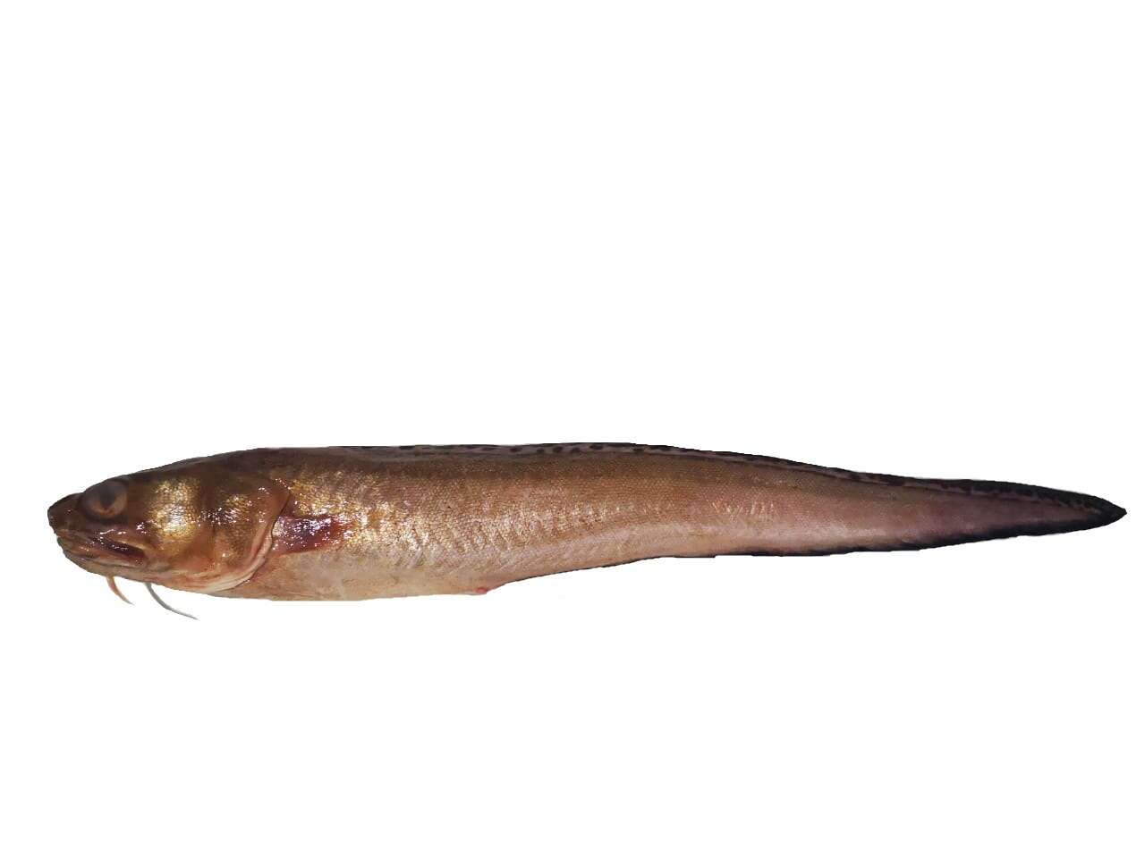 Image of Specklefin cusk eel