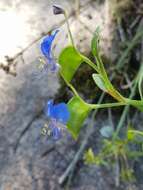 Image of Commelina modesta Oberm.