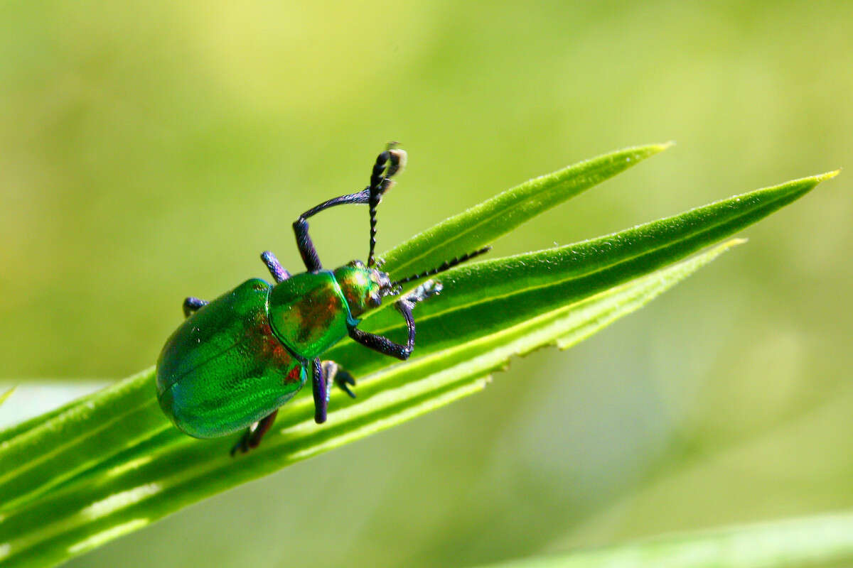 Imagem de <i>Platycorynus dejeani</i>