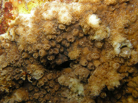 Image of leaf coral