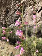 Image of Wassuk Range beardtongue