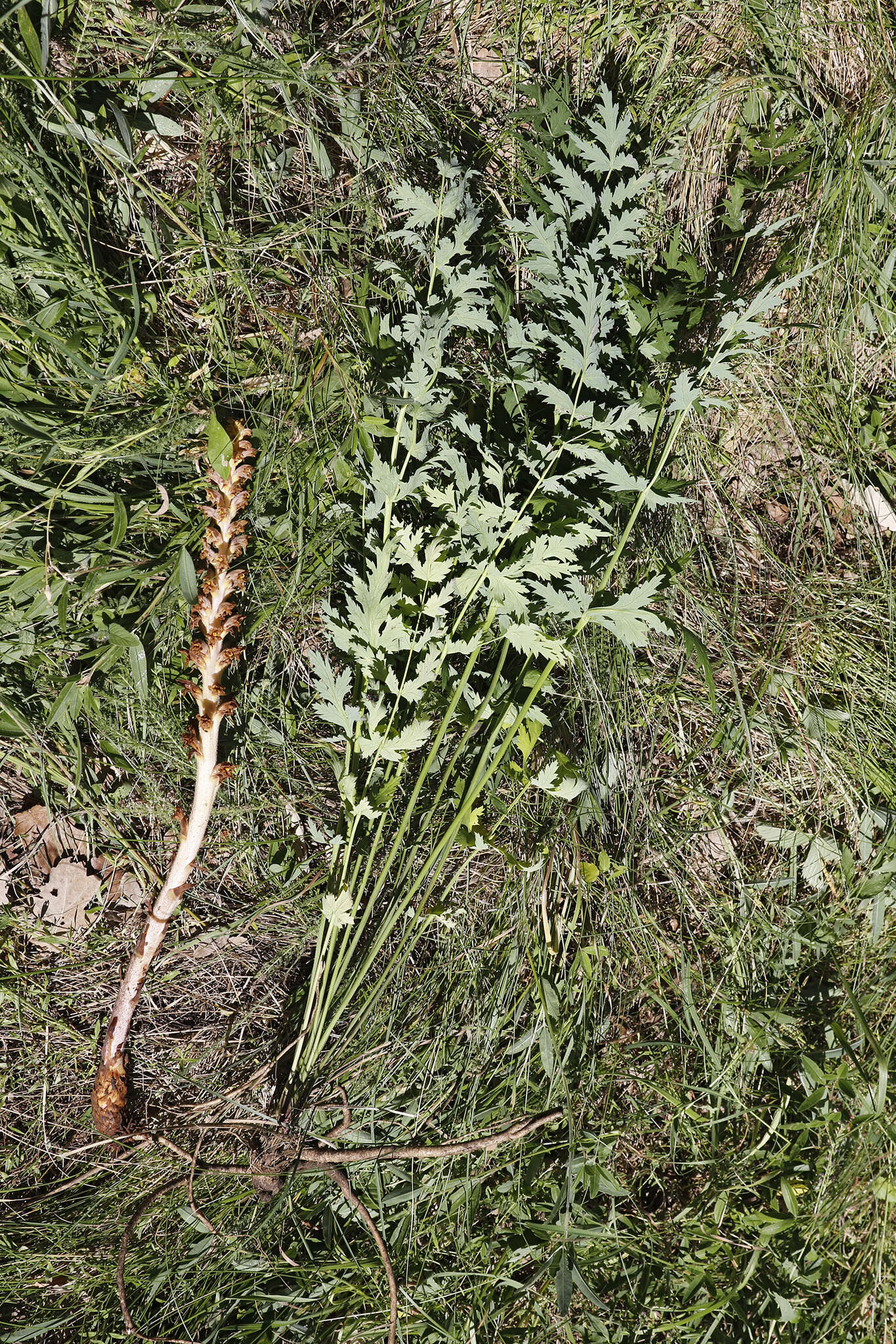 Слика од Orobanche alsatica subsp. libanotidis (Ruprecht) Pusch