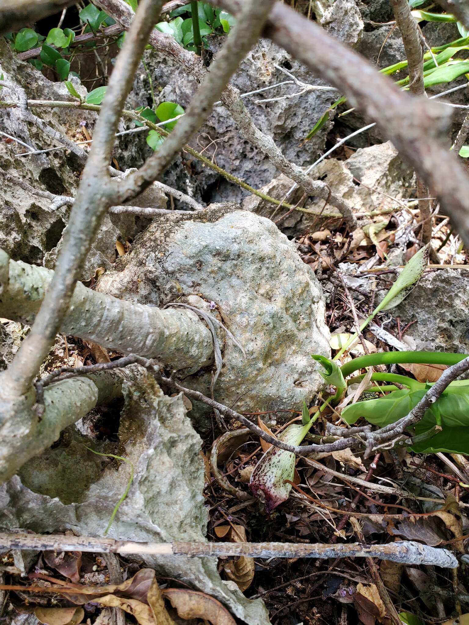 Image of Adenia olaboensis Clav.