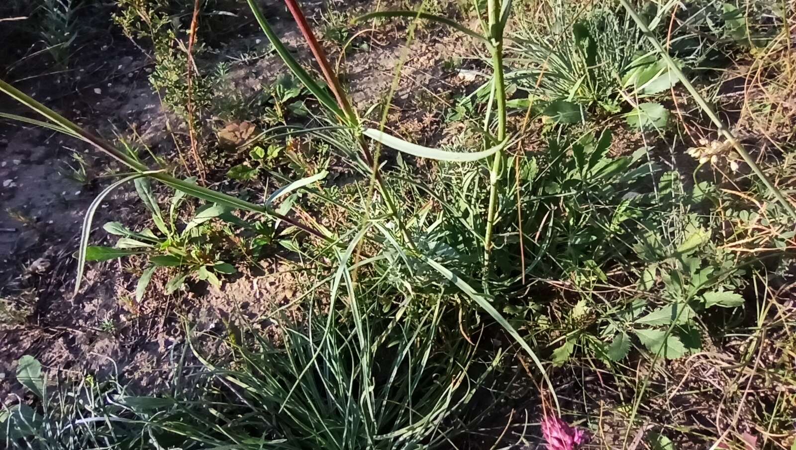 Слика од Gypsophila glomerata Pall. ex Bieb.