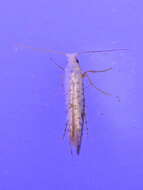 Image of Speckled Argyresthia