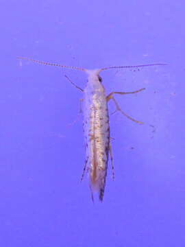 Image of Speckled Argyresthia