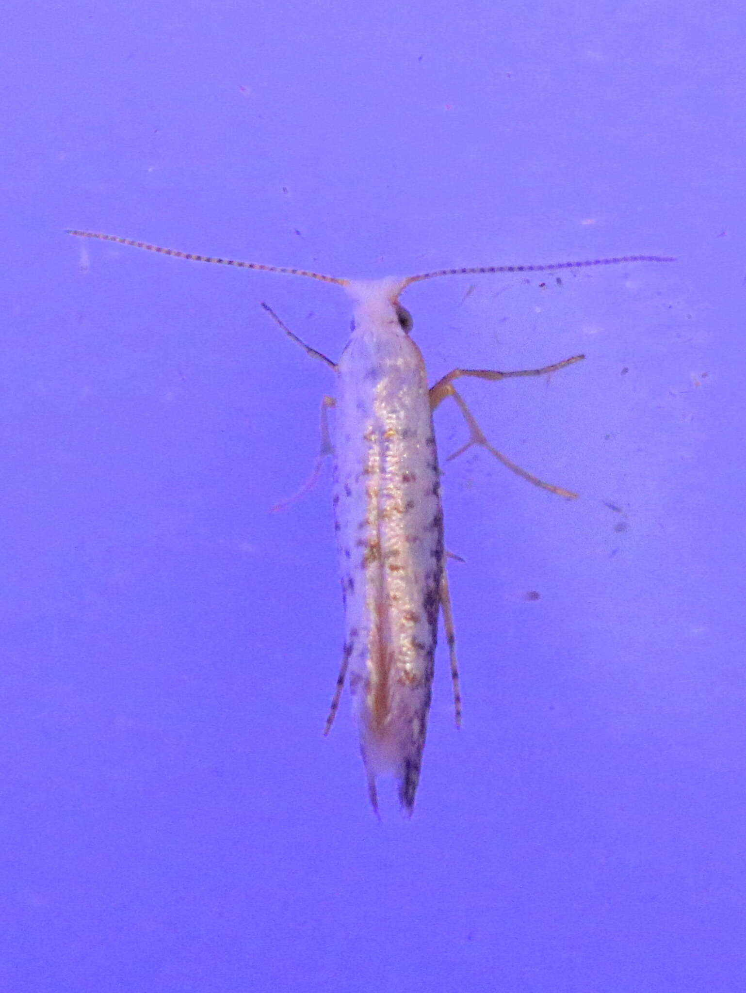 Image of Speckled Argyresthia