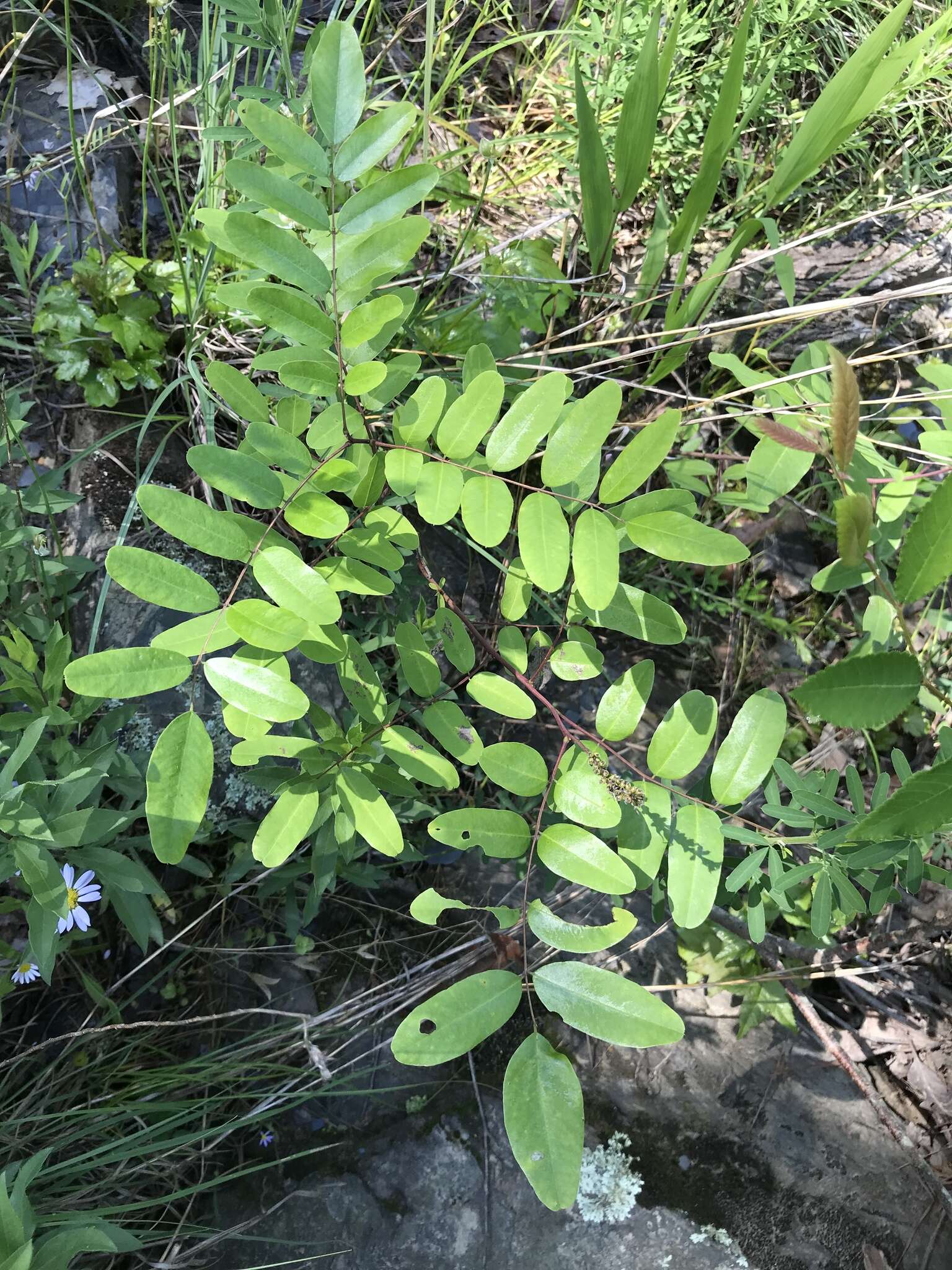 Image of shining false indigo