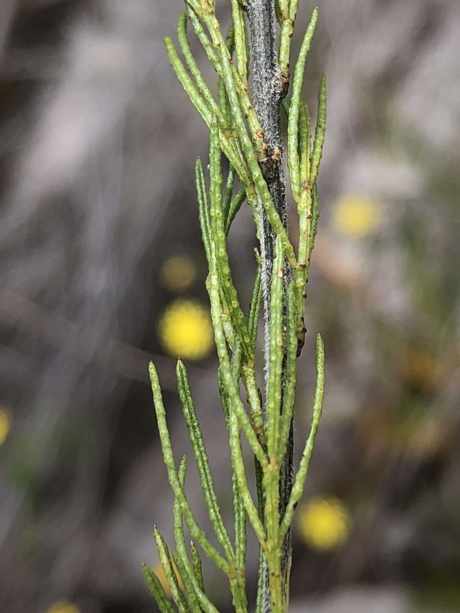 Psoralea kougaensis的圖片