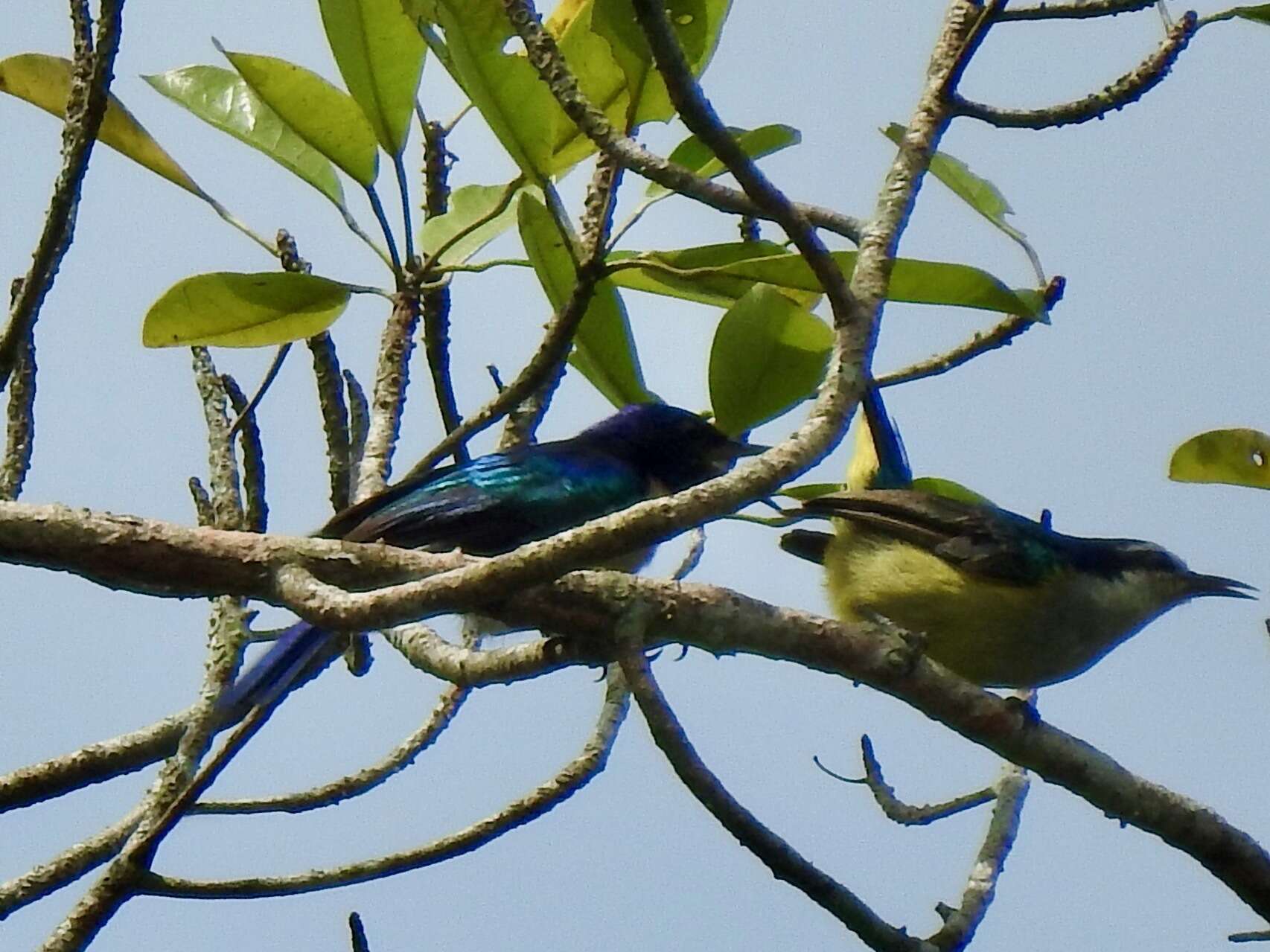 Image of Violet-tailed Sunbird