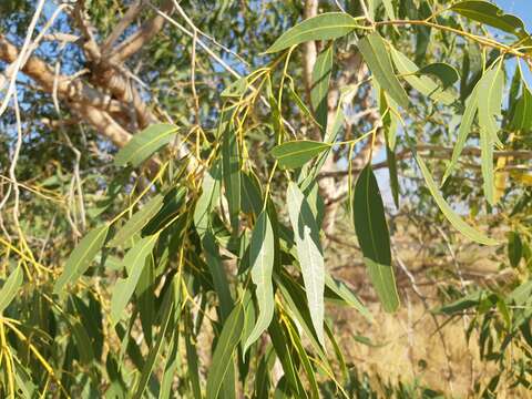 Image of Corymbia hamersleyana (D. J. Carr & S. G. M. Carr) K. D. Hill & L. A. S. Johnson