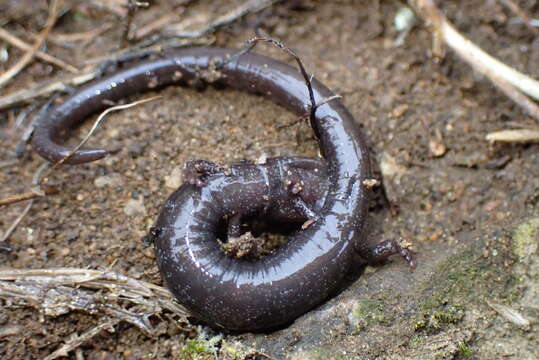 Image of Fairview Slender Salamander