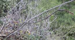 Imagem de Fouquieria splendens subsp. breviflora Henrickson