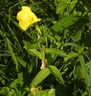 Imagem de Oenothera pycnocarpa Atkinson & Bartlett