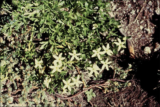 Image of Stackhousia pulvinaris F. Müll.