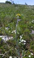 Image of Tephroseris integrifolia subsp. jailicola (Juz.) Greuter