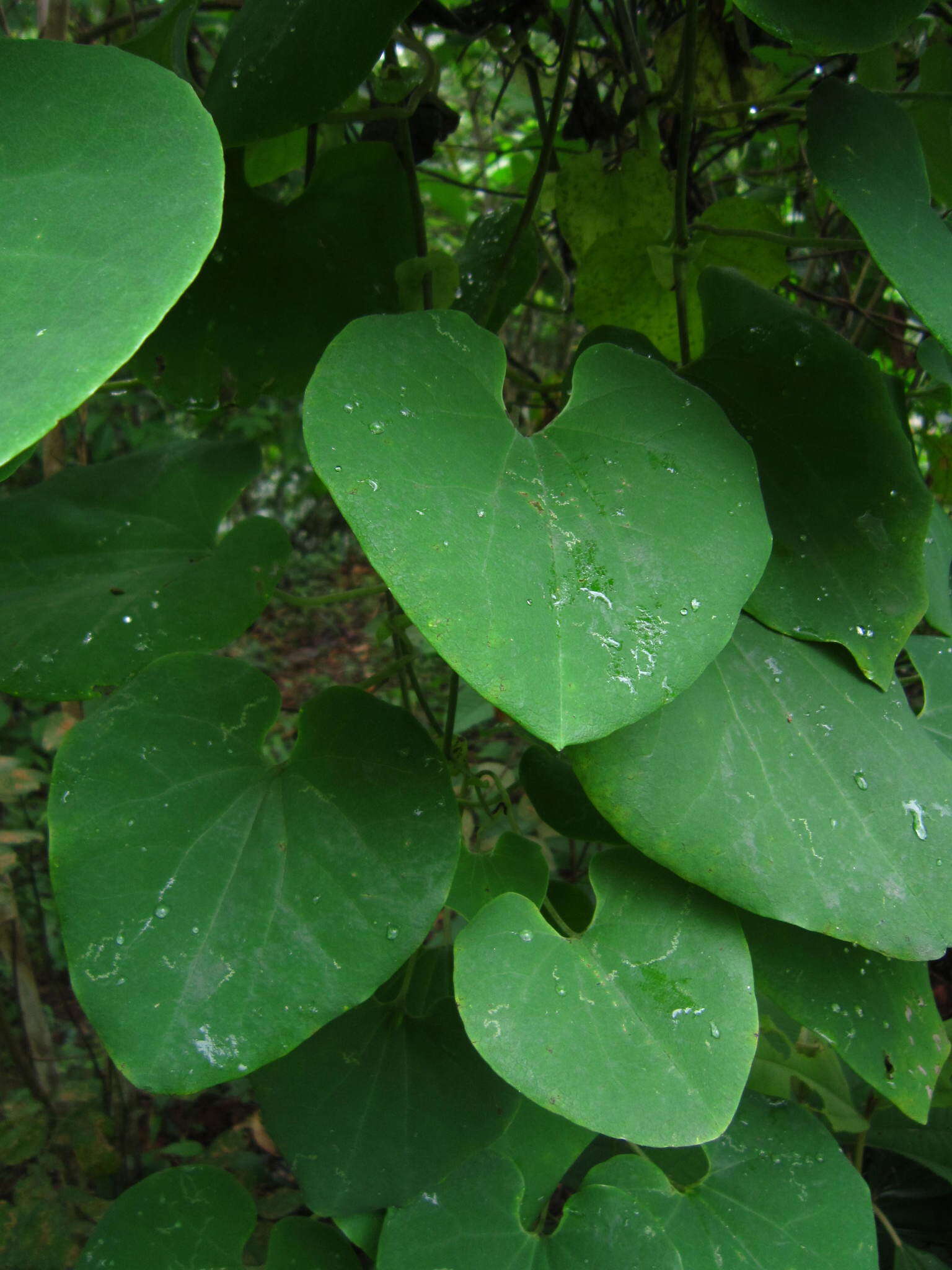 Image de Aristolochia ringens Vahl