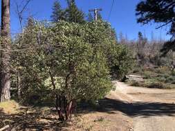 Слика од Arctostaphylos manzanita subsp. elegans (Eastw.) P. V. Wells