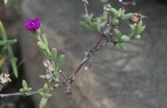 Imagem de Trichodiadema rogersiae L. Bol.