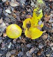 Image of Cortinarius canarius (E. Horak) Gasparini 2014