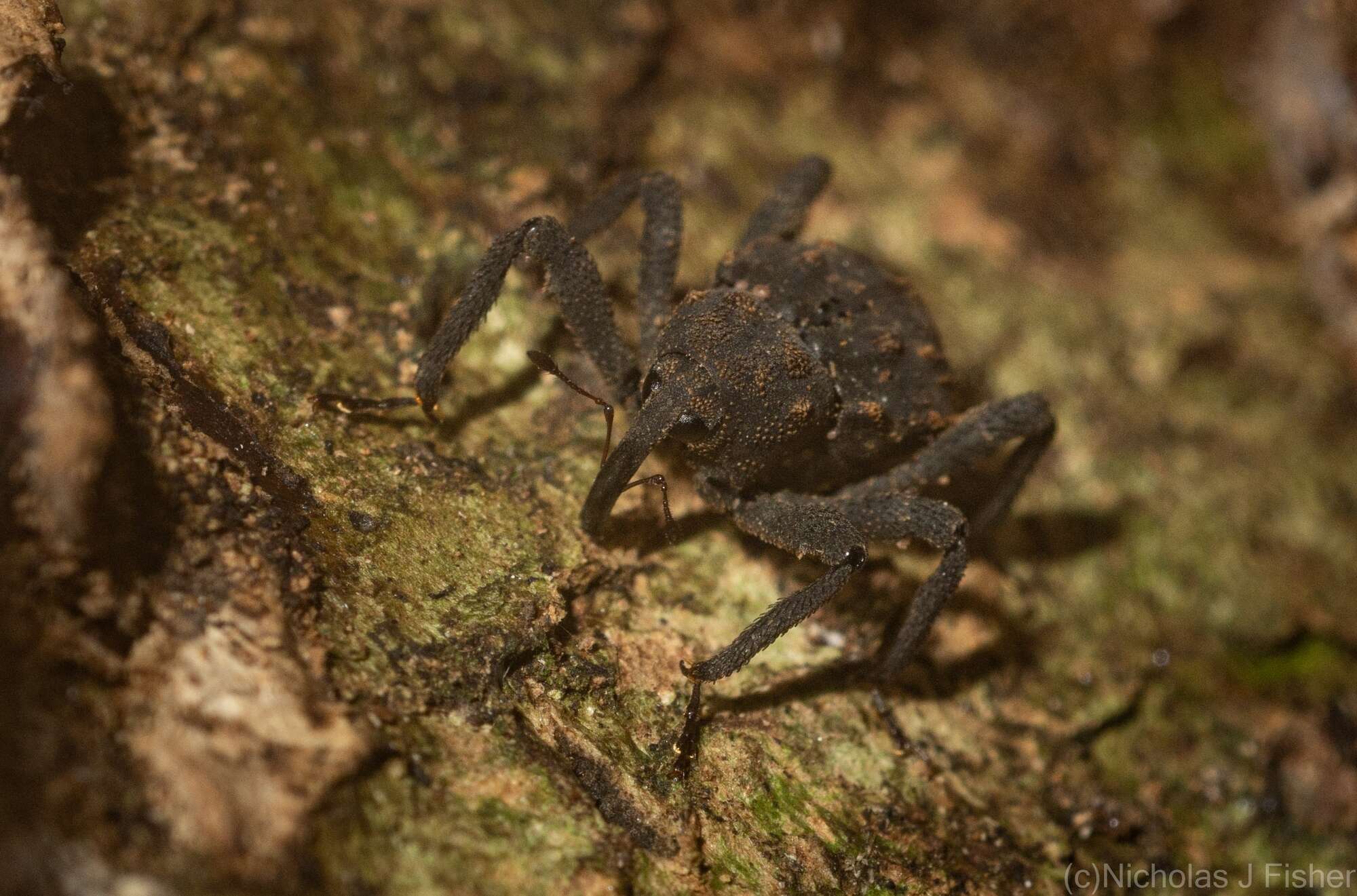 Image of Paleticus subereus Lea 1898