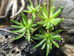 Слика од Arctanthemum integrifolium (Richards.) Tzvel.