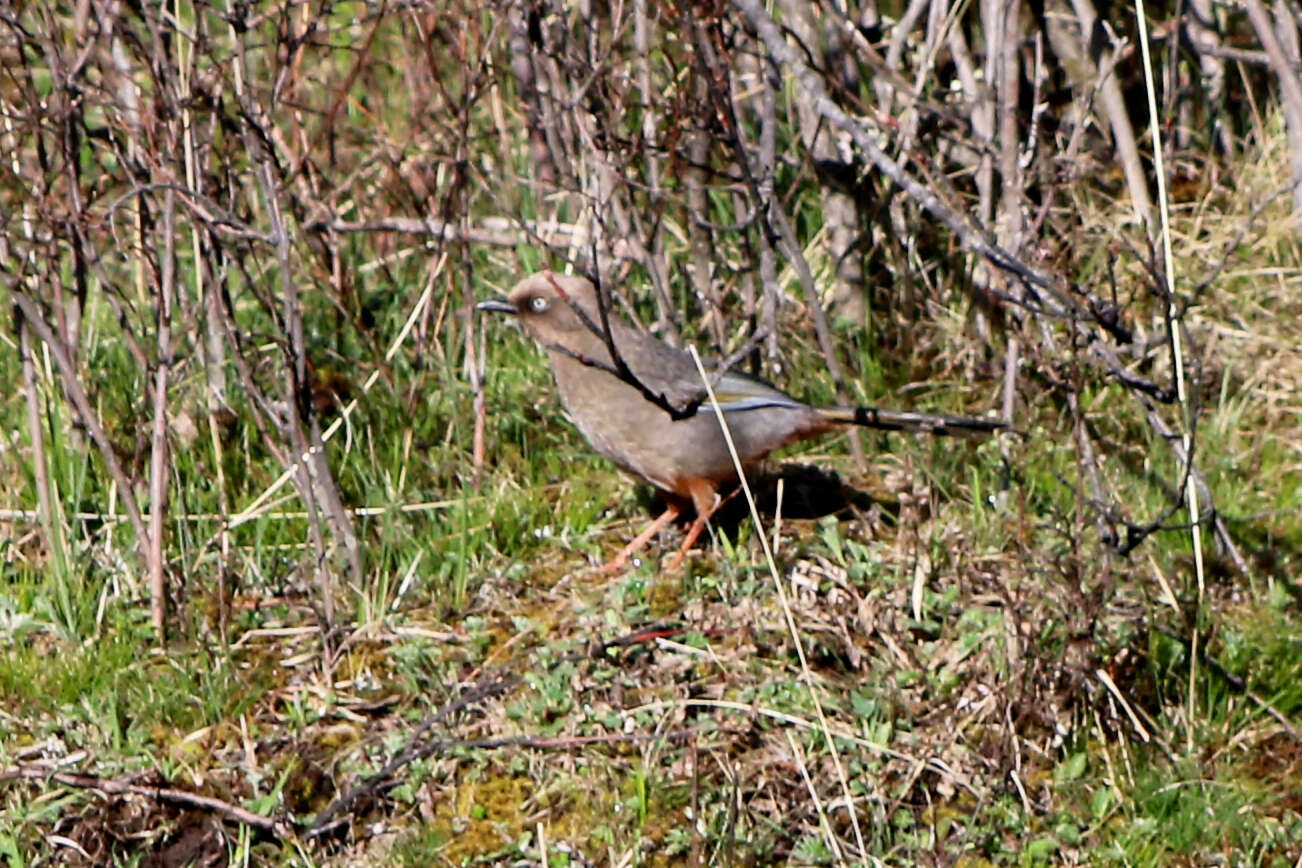 Image de Garrulaxe d'Elliot