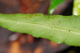 Image of Austroblechnum patersonii (R. Br.) Gasper & V. A. O. Dittrich