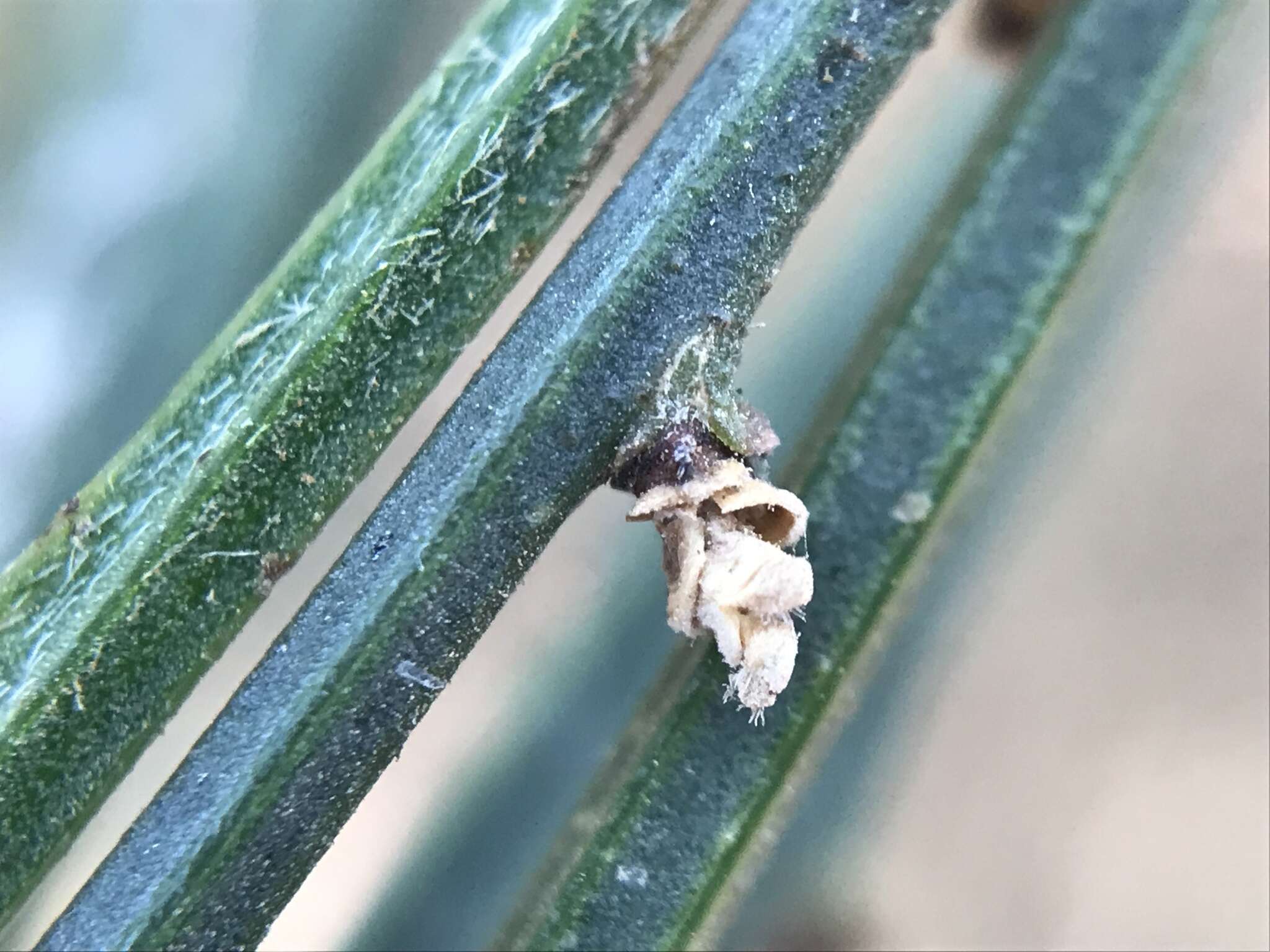 Слика од Cytisus grandiflorus (Brot.) DC.