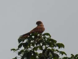 Image of Fox Kestrel