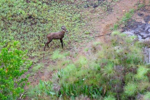 Image of Sitatunga