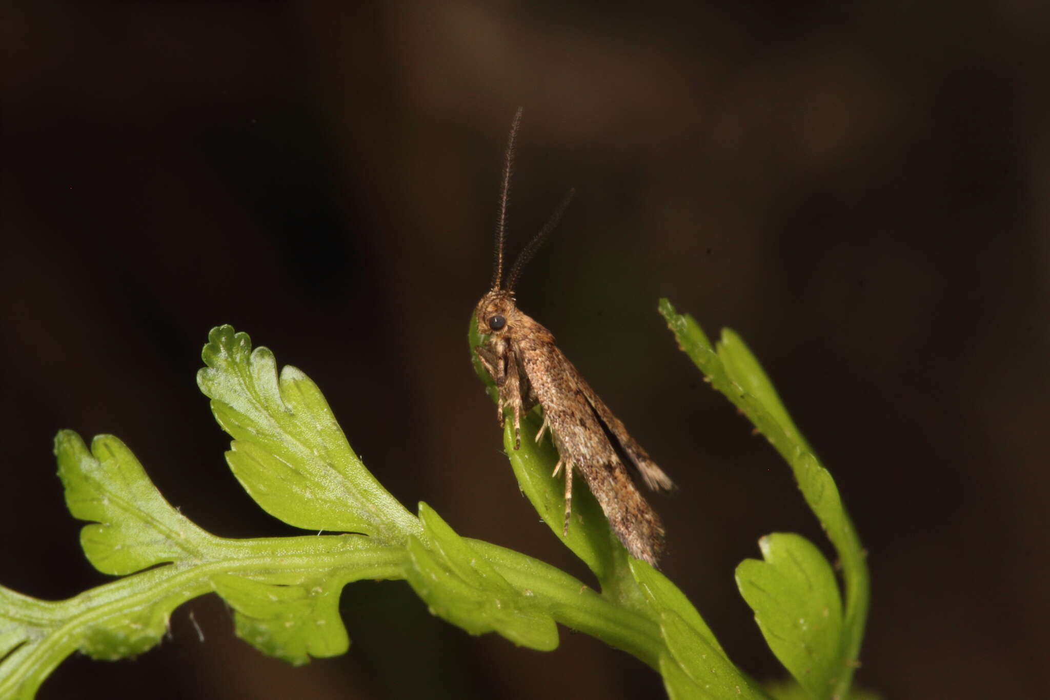 Image of Tingena fenestrata