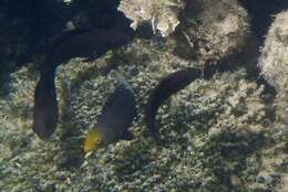 Image of Filament-finned Parrotfish