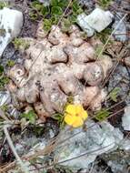 Image de Pachypodium brevicaule Baker