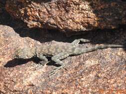 Image of Banded Rock Lizard