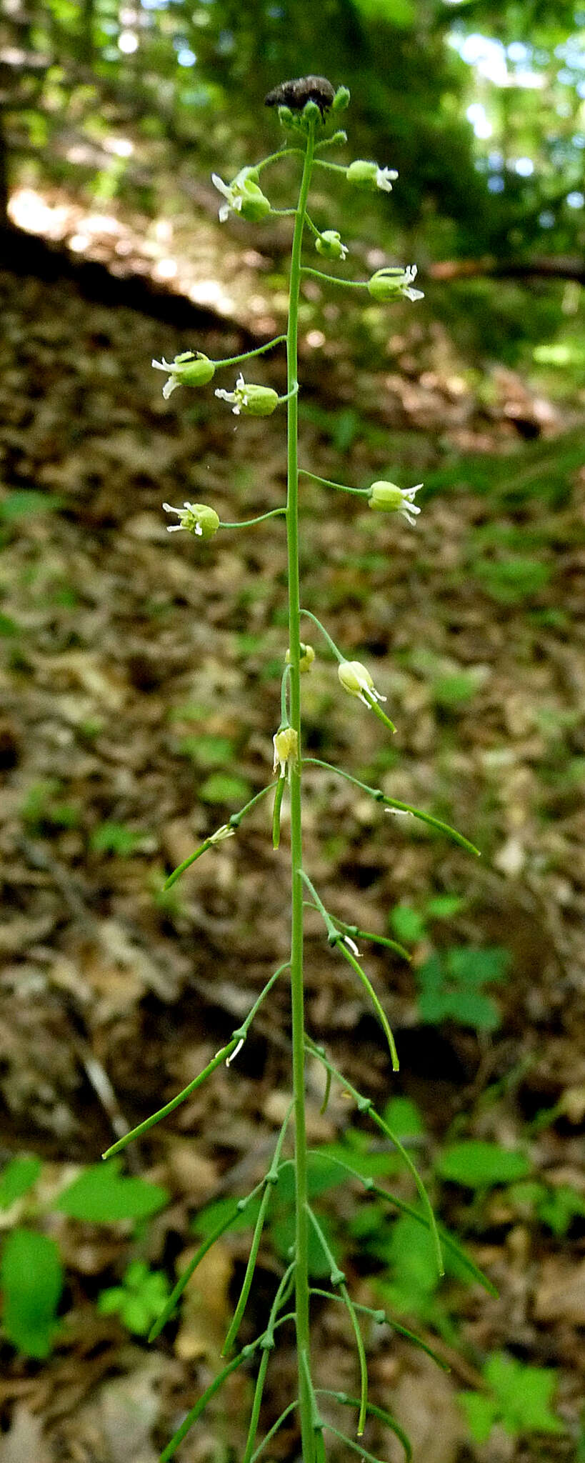 Image of Borodinia canadensis