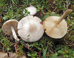 Image of Marasmius collinus (Scop.) Singer 1942