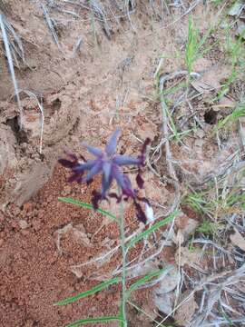 صورة Streptanthus hyacinthoides Hook.