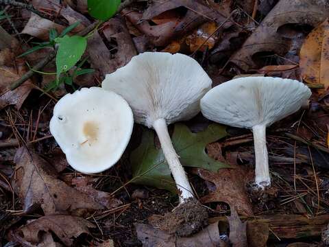 Image of Collybia alboflavida (Peck) Kauffman 1923