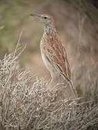 Image of Red Somali Lark