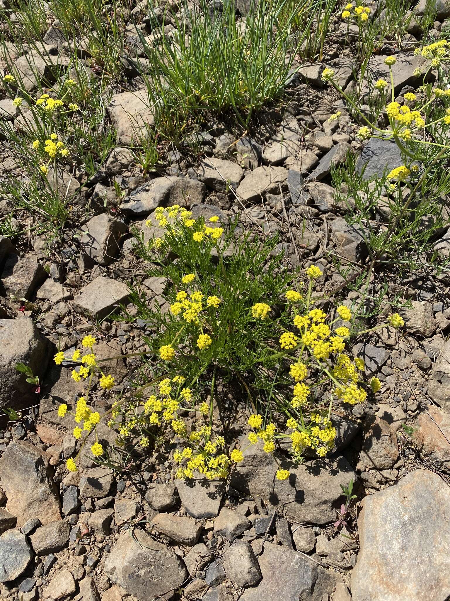 Image of Wasatch desertparsley