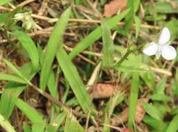 Image de Murdannia loriformis (Hassk.) R. S. Rao & Kammathy