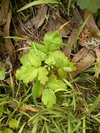 Image of Pacific poison oak