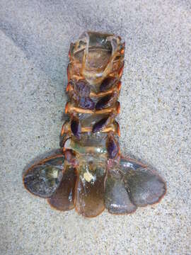 Image of California Spiny Lobster