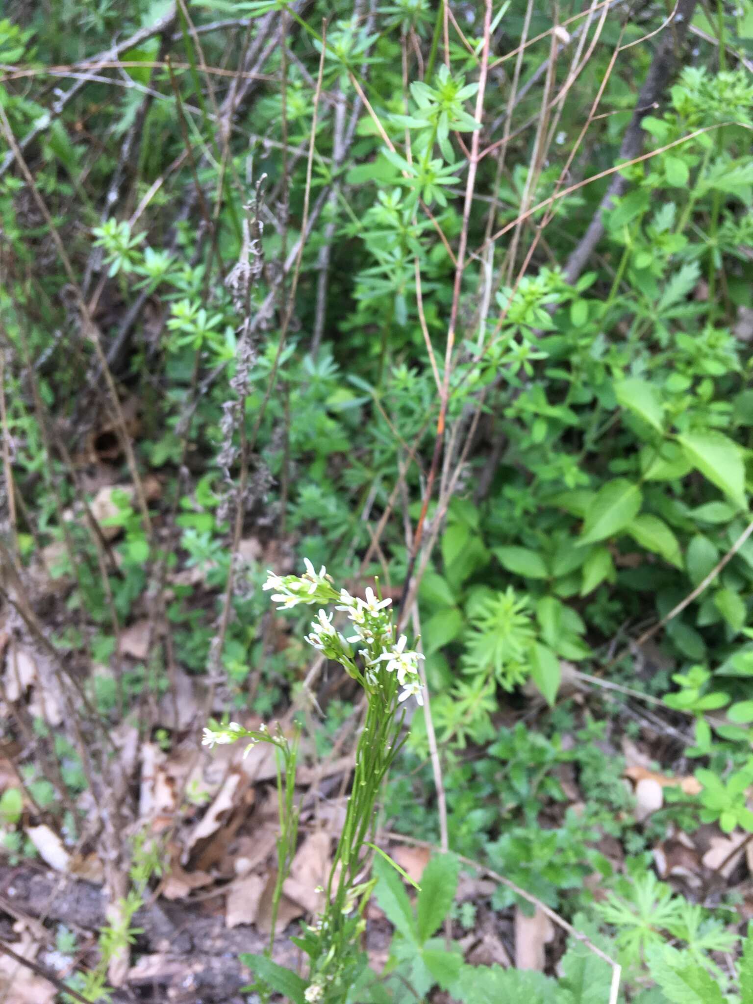 Image of Arabis sagittata (Bertol.) DC.