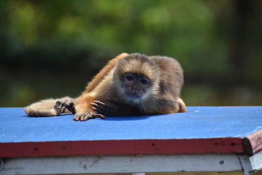 Image of Spix's white-fronted capuchin