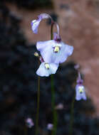 Image of Utricularia grampiana R. W. Jobson