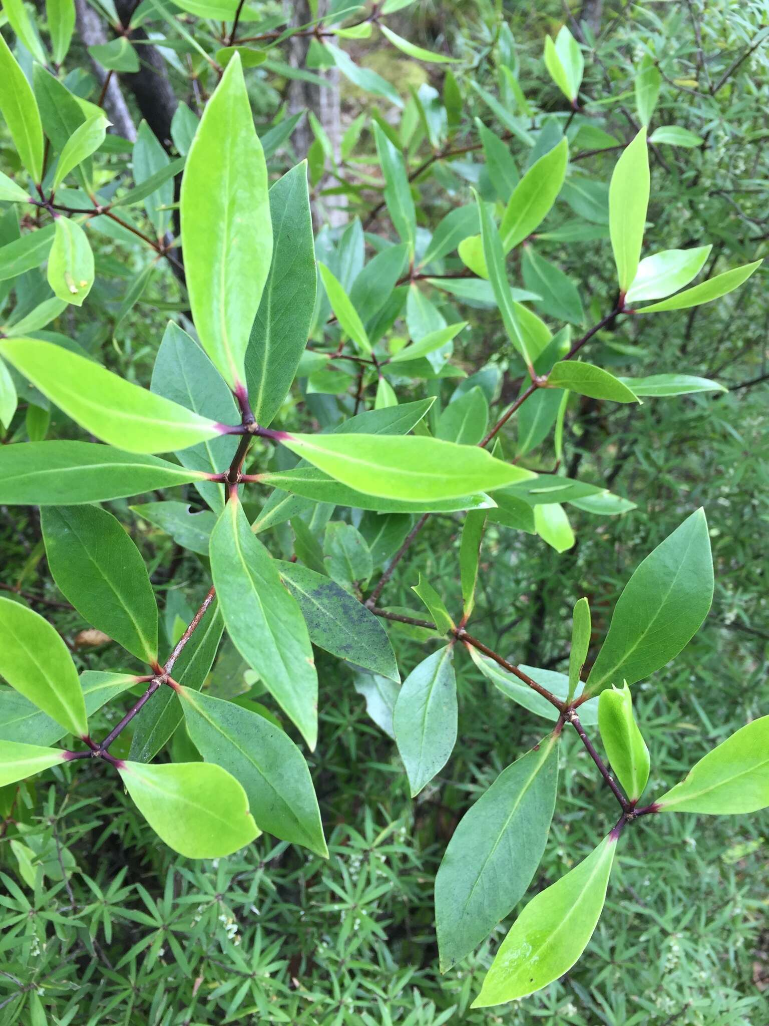 Sivun Pittosporum cornifolium A. Cunn. kuva