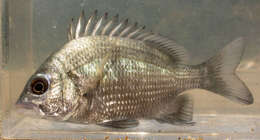 صورة Acanthopagrus pacificus Iwatsuki, Kume & Yoshino 2010